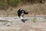 CAVALIER KING CHARLES 044